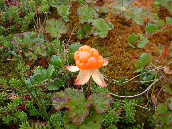 Ripe cloudberry growing wild